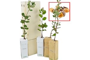 FINCA CASAREJO Encina - árbol de pequeño tamaño, perfecto para regalar (4)