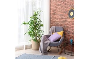 THOMPSON & MORGAN Ficus Benjamina Weeping Fig Indoor Tender House Plants for The Home or Office Green Evergreen Foliage Large Indoor Tree 1 x 12cm Pot Ficus Benjamina by Thompson and Morgan