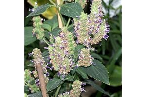 Benoon Semi di Pogostemon Cablin, 10 Pz/borsa Semi di Pogostemon Cablin Odore pungente Semi di erbe patchouli multiuso Seed