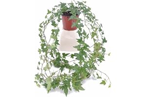GENERICO Pianta di Edera Comune Verde (Hedera helix) | 1 Pianta Rampicante Evergreen | Facile da Coltivare in Vaso o Parete | Ideale per Interni, Esterni, Pareti Verdi e Follaje Decorativo