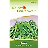 Rauke Samen | Blattsalat Rucola Saatgut | Raukesamen | Garten-Senfkraut | Eruca sativa