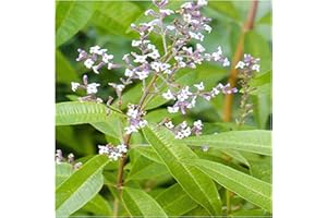 NEWLANDS Lemon Verbena Plant Plugs, Fantastic Lemon Scented Leaves. 5 Plants per Pack - (Lemon Verbena)) Herb Garden Grow Your own