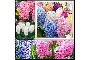 VMOLI 2022 / Envío aleatorio/ Colorido / Bulbos de jacinto y plantas resistentes con flores de Primavera-15 bulbos,A