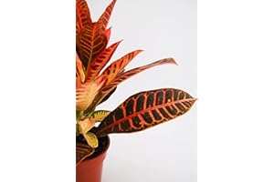 DELVIVERODIRECT Codiaeum Petra - Planta Natural - DELVI (Naranja)