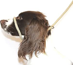 cocker spaniel pulling on lead