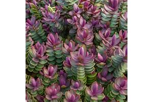 GardenersDream Hebe Red Edge Plant in Pot - Outdoor Garden Ready Hardy Plant - Evergreen Flowering Shrub for Garden - Beautiful Outdoor Plants (15-25cm incl. 9cm Pot)