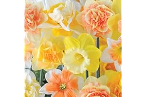 50 Daffodil Mixed Hardy Spring Flowering Bulbs Narcissus 'Citrus Sorbet', Fragrant Flowers Garden Plants for Garden Borders, Patio Pots and Window Boxes 50 Bulbs by Thompson & Morgan