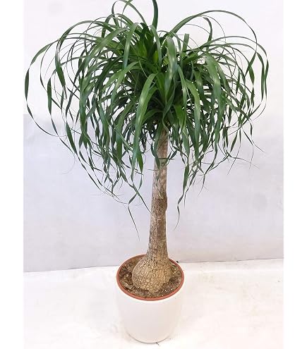 Elefantenfu 80100 cm  Beaucarnea recurvata | Flaschenbaum & Wasserpalme  | Pflegeleichte, langlebige Zimmerpflanze fr Wohnzimmer & Bro :  Amazon.de: Garten