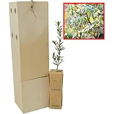 Acebuche - Olive - Small Tree (1 unit)