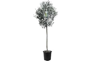 Tropictrees Olivier Naturel, Véritable Olivier Arbre avec Un Tronc de 160 cm de Hauteur, 6-8 cm de Circonférence, Plante Exterieur Jardin et Arbre Fruitier pour la Décoration