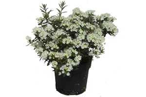 HARRO'S PFLANZENWELT Ledum groenlandicum 'Compactum' - Grönländischer Porst - immergrüner blühender Strauch sehr winterharte Kübel- und Gartenpflanze