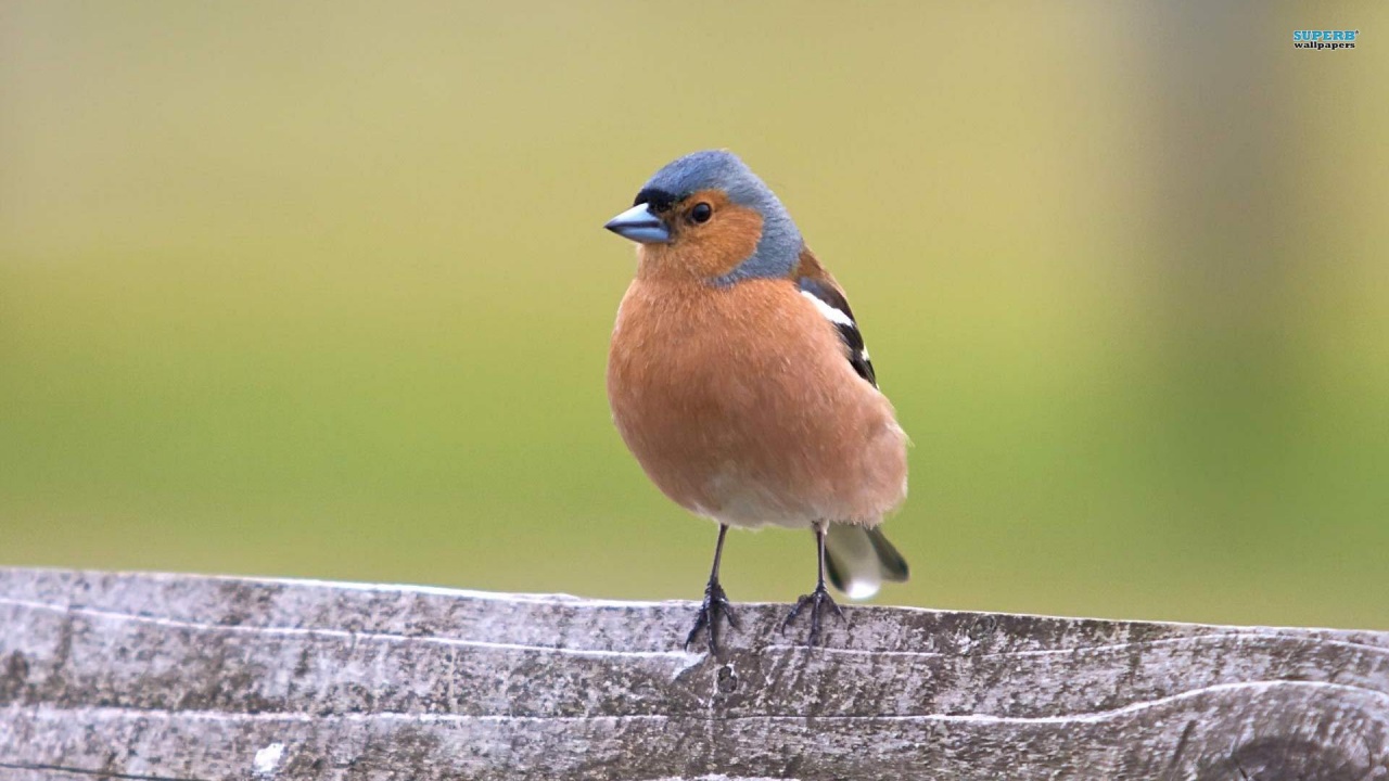 BLUE BIRD MESSENGERS Amazon.fr Appstore pour Android