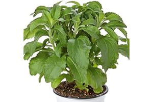BEDWEN Stevia Plants Ready for The Garden 'Sweety' Unusual Sweet Leaved Tender Herb Ideal for Kitchen Windows, 9cm Plant x 2