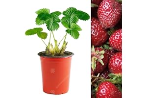 GARDENERSDREAM Strawberry 'Red Gauntlet' Hardy Garden Fruit Plant Bushes | 9cm Pot (10 Plants)