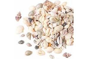 HERZWILD muscheln bastelnmuscheln mit löcher Ideal zum Basteln, für Deko oder zum Schmuckherstellung (mix)