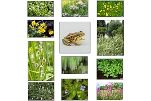 Lincolnshire Pond Plants Ltd Frog Marginal 8 Packs (Bareroot)