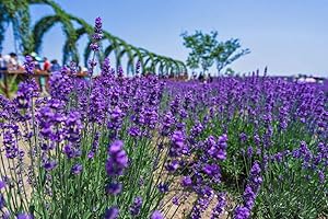 HUA XIAN ZI Semi di lavanda inglese Vera Herb Flower Seeds (10g = 10000) Semi di piantagione all'aperto (Lavandula angustifolia Mill)