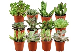 ZynesFlora Succulentes Naturelles en pot de fleurs Ø 5.5 cm - Lot de 12 - Hauteur: 5-10 cm - Mélange de Succulentes Petite Variétés Diverses Plantes Grasses d'Intérieur