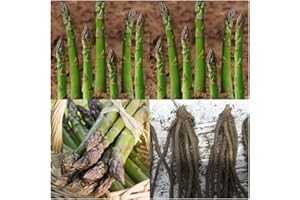 Asparagus Crowns 'Avalim' X 6 Bare Root Crowns for Planting by Growtanical®
