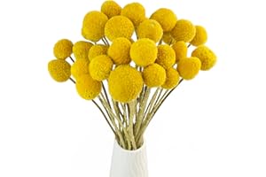 TooGet Paquete de Flores Secas Naturales de Craspedia Amarillas con Botones de Billy Bolas, Arreglos de Manojo de Plantas Secas Recién Cosechadas, Decorar para Manualidades Caseras, Fiestas, Bodas