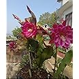 Brahma kamal plant original pink || Night fragrance flower || 1 live plant