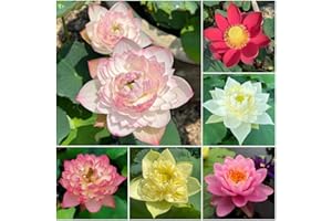 WJKWY-Q Bonsai Lotus Samen Winterhart - Seltene Pflanzen Serie - Lotussamen Mix Blumensamen KräUter Saatgut Set Winterharte Pflanzen FüR Garten Plant PflanztöPfe Blumenwiese Pflanztopf 30Stück
