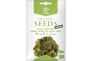 Laitue Merveille d’été "Maravilla Verano", Graines certifiées biologiques prêt à Pousser Minigarden, 100% Naturelles sans Propagateurs Chimiques ni Génie Génétique, inclut entre 1500 et 2100 graines