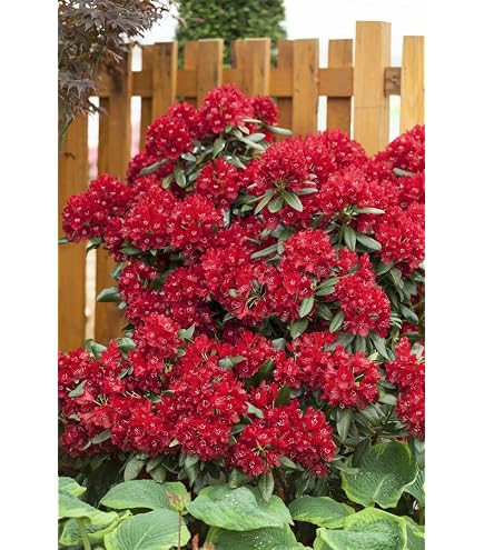 Rhododendron Hybride 'Cherry Kiss' 3040 cm  Winterhart, Immergrn und  Pflegeleicht  Rhododendron  Zierstrauch fr Garten & Kbel : Amazon.de:  Garten