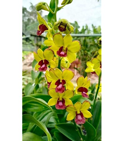 BONOBITHI Vanda Hybrid Orchid 