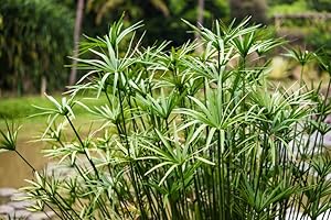 GROW YOUR SECRET GARDEN 10 Samen Echter Cyperus PAPYRUS, Ägypt. Papierpflanze, Zypergras,