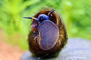 2 Stück - Blue Berry Snail - Notopala sp. - Rarität, Blue Berry Schnecke - Aquarium Schnecke