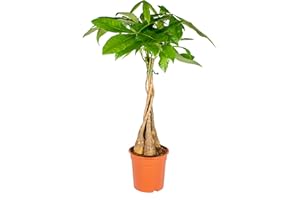Bloomique - Pachira aquatica - Árbol del dinero - Cacao de agua - Plantas de interior - Purificadora del aire - Fácil de cuidar - Altura 60-70 cm - Maceta 17 cm