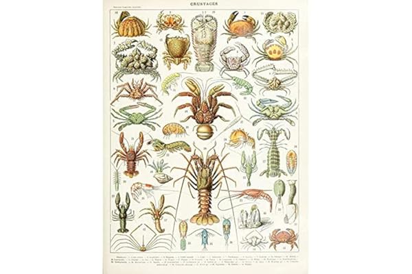 Millot Encyclopedia Page Crustaceans Lobster Unframed Wall Art Print Poster Home Decor Premium Mur Affiche Accueil Déco