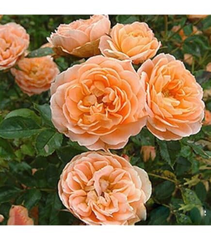 Semi Di Rosa Canina - 500 Semi, Pianta Perenne Resistente Per Giardino O Vaso, Frutti Commestibili