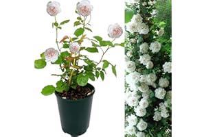 CARBETH PLANTS Rose Bush Madame Alfred Carriere - Floribunda White Rose Bush for The Garden in a 3Litre Pot (1)