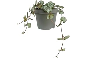 CLOUDS HILL SUCCULENTS Real Live String of Hearts Plant (Ceropegia linearis subsp. woodii) in 6cm Pot Hanging Succulent House Plant (6cm Pot)
