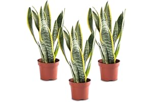 WL Plants Zimmerpflanzen Set 3er - 3x Sansevieria Laurentii - Bogenhanf - Pflanzen Höhe +/- 40cm inkl. Topf Ø12cm - Aus professioneller Zucht - Grünpflanzen Zimmerpflanzen - Topfpflanzen echt