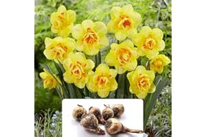 BOTANICAL BLISS 6 Daffodil Tahiti Bulbs - RHS Award of Garden Merit, Elegant Golden Orange Blooms - Perennial Flowers for a Tropical Paradise Garden – Cultivated for UK Climate