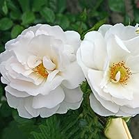 Kordes Rosen Hella Kletterrose, weiß, 12 x 12 x 40 cm