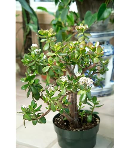 Big jade plant indoor live plant, Big jade plant for indoor (Pack of 2) :  Amazon.in: Garden & Outdoors