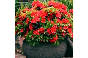 GARDENERSDREAM 1 X RED Azalea Japanese Evergreen Shrub Hardy Garden Plant in Plastic Growers Pot