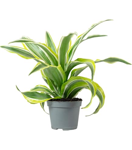 buy dracena plant Buy Dracaena Marginata for Sale | Buy Houseplants Online