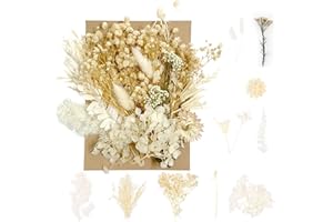 RUGBOL Fiori secchi, fiori pressati Fiori secchi Fiori secchi Artigianato per fai da te Arti Resina Scrapbooking Creazione di gioielli Decorazioni floreali (bianche)
