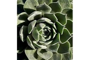 HAUSWURZ 'AQUILA' - Dachwurz, Sempervivum, winterhart, im Topf 11 cm in Gärtnerqualität von Blumen Eber - 11 cm