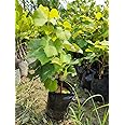 Grape plant live hybrid grafted combo (Pack of 2)