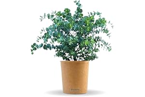 Bloomify® Eukalyptus Pflanze "Eugen" | 30 bis 60 cm großer winterharter Eucalyptus | pflegeleichte, echte Eukalyptuspflanze für Balkon, Terasse oder Garten | herrlicher Duft