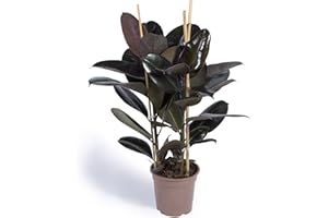 Cool Green - Plantas naturales interior - Ficus Elástica | Apta para Mascotas | Decoracion