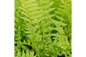 Shuttlecock Fern Outdoor Hardy Perennials Plant Shade Loving Potted Fern for Borders & Woodland Gardens 1 x Shuttlecock in 9cm Pot by Thompson & Morgan