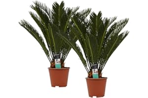 Plantes d'intérieur de Botanicly – 2 × Sagoutier – Hauteur: 65 cm – Cycas Revoluta