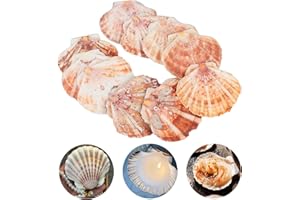 PETGLIMMER 10Pcs Blanco Grandes Conchas Naturales, 10-12cm Conchas de Mar Decoracion, Durabilidad Concha de Vieira Cocina, Concha Naturales de Playa para Artesanías, Peceras y Rellenos de Jarrones, Bodas Decoran